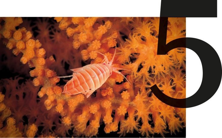 Deep sea minerals, not used in MINI production